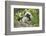 Cotton-top tamarin with two week old baby, Colombia-Suzi Eszterhas-Framed Photographic Print