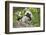 Cotton-top tamarin with two week old baby, Colombia-Suzi Eszterhas-Framed Photographic Print