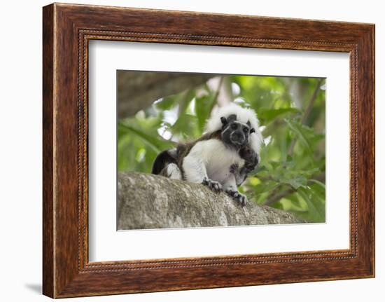 Cotton-top tamarin with two week old baby, Colombia-Suzi Eszterhas-Framed Photographic Print