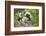 Cotton-top tamarin with two week old baby, Colombia-Suzi Eszterhas-Framed Photographic Print