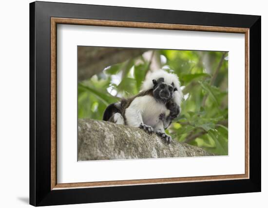 Cotton-top tamarin with two week old baby, Colombia-Suzi Eszterhas-Framed Photographic Print