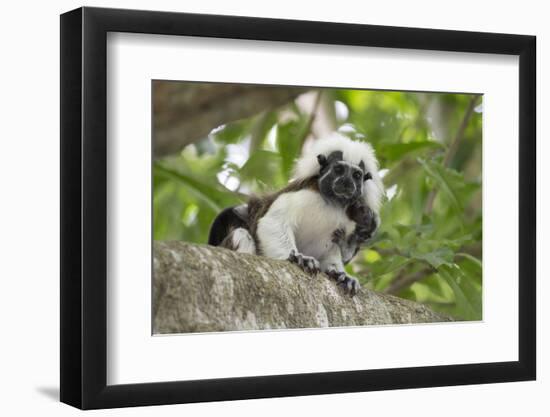 Cotton-top tamarin with two week old baby, Colombia-Suzi Eszterhas-Framed Photographic Print