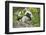 Cotton-top tamarin with two week old baby, Colombia-Suzi Eszterhas-Framed Photographic Print