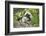 Cotton-top tamarin with two week old baby, Colombia-Suzi Eszterhas-Framed Photographic Print