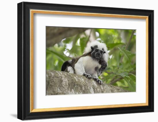 Cotton-top tamarin with two week old baby, Colombia-Suzi Eszterhas-Framed Photographic Print