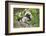 Cotton-top tamarin with two week old baby, Colombia-Suzi Eszterhas-Framed Photographic Print