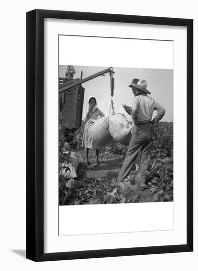 Cotton Weighing-Dorothea Lange-Framed Art Print