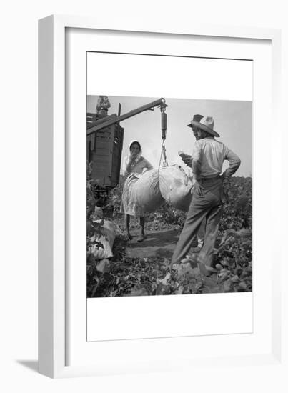 Cotton Weighing-Dorothea Lange-Framed Art Print