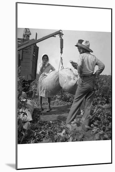 Cotton Weighing-Dorothea Lange-Mounted Art Print