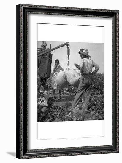 Cotton Weighing-Dorothea Lange-Framed Art Print