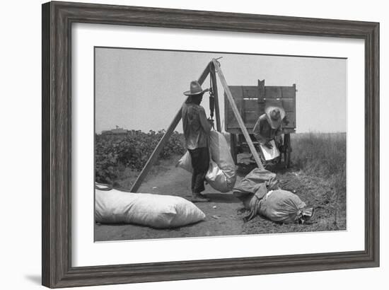 Cotton Weighing-Dorothea Lange-Framed Art Print