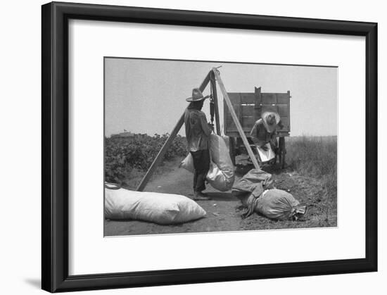 Cotton Weighing-Dorothea Lange-Framed Art Print