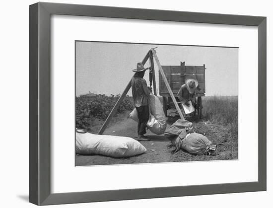 Cotton Weighing-Dorothea Lange-Framed Art Print