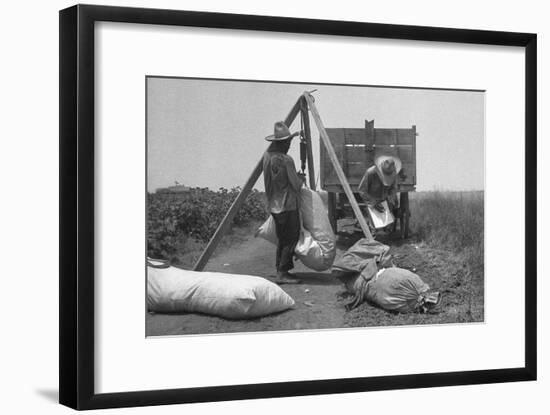 Cotton Weighing-Dorothea Lange-Framed Art Print