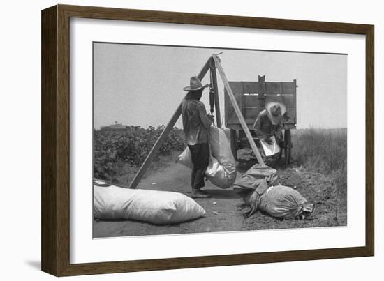 Cotton Weighing-Dorothea Lange-Framed Art Print