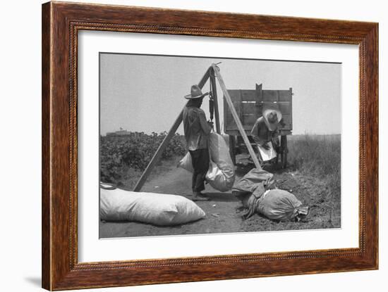 Cotton Weighing-Dorothea Lange-Framed Art Print