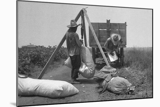 Cotton Weighing-Dorothea Lange-Mounted Art Print