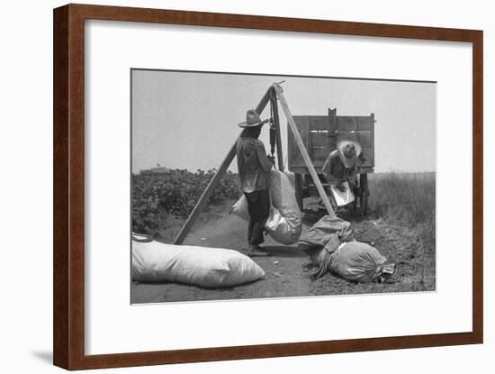 Cotton Weighing-Dorothea Lange-Framed Art Print