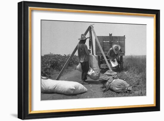 Cotton Weighing-Dorothea Lange-Framed Art Print