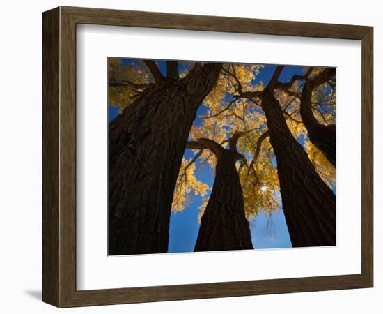 Cotton Woods-Shenshen Dou-Framed Photographic Print