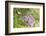 Cottontail rabbit at Portland Japanese Garden, Oregon.-William Sutton-Framed Photographic Print