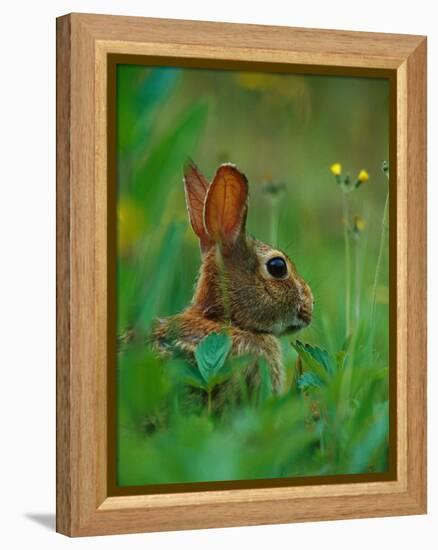 Cottontail Rabbit in the Grass-Joe McDonald-Framed Premier Image Canvas