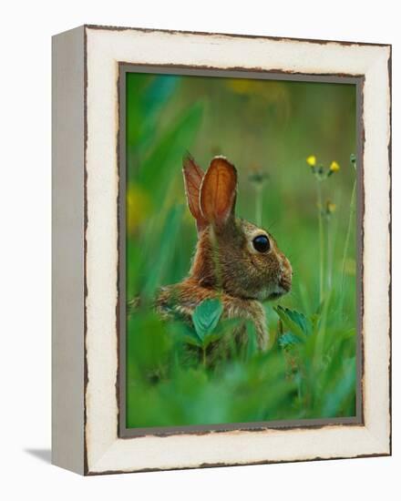 Cottontail Rabbit in the Grass-Joe McDonald-Framed Premier Image Canvas