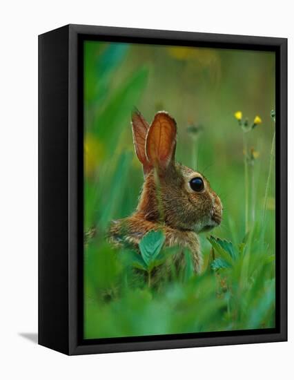 Cottontail Rabbit in the Grass-Joe McDonald-Framed Premier Image Canvas