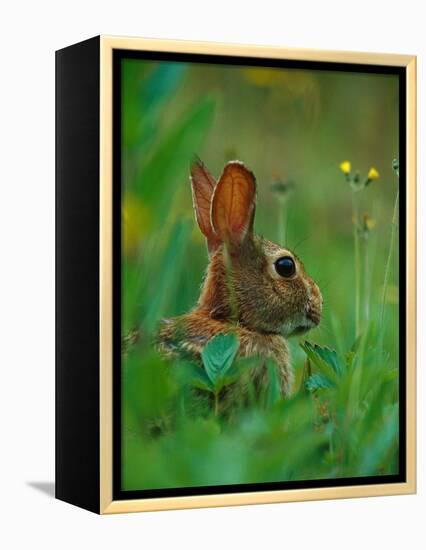 Cottontail Rabbit in the Grass-Joe McDonald-Framed Premier Image Canvas