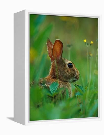 Cottontail Rabbit in the Grass-Joe McDonald-Framed Premier Image Canvas
