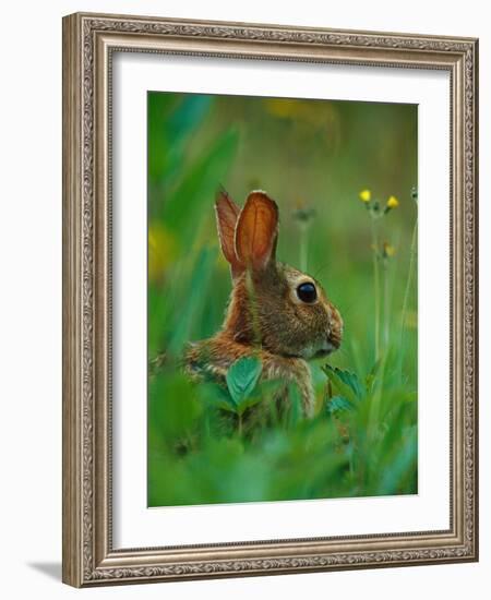 Cottontail Rabbit in the Grass-Joe McDonald-Framed Photographic Print