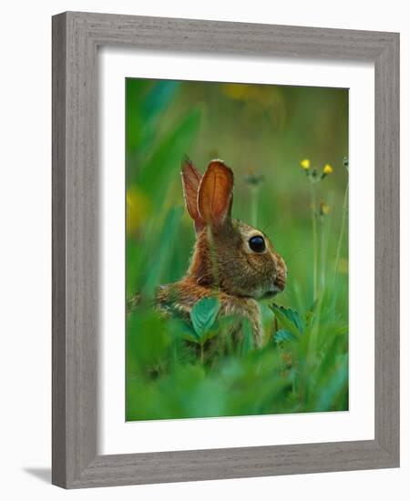 Cottontail Rabbit in the Grass-Joe McDonald-Framed Photographic Print