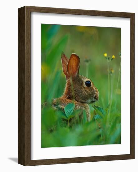 Cottontail Rabbit in the Grass-Joe McDonald-Framed Photographic Print