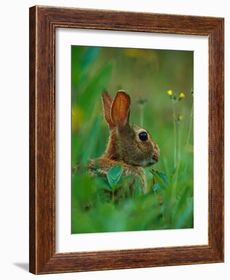 Cottontail Rabbit in the Grass-Joe McDonald-Framed Photographic Print