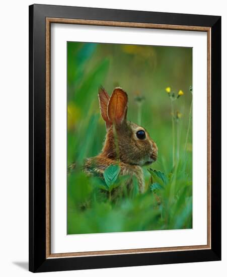 Cottontail Rabbit in the Grass-Joe McDonald-Framed Photographic Print