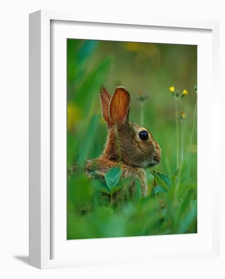 Cottontail Rabbit in the Grass-Joe McDonald-Framed Photographic Print