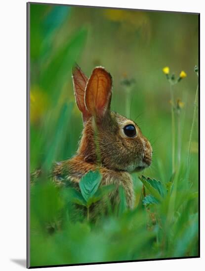 Cottontail Rabbit in the Grass-Joe McDonald-Mounted Photographic Print