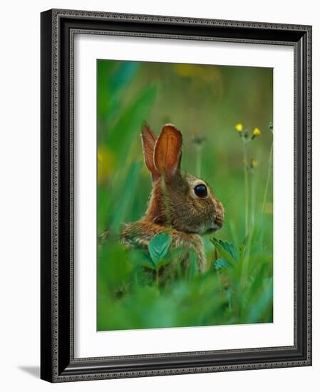 Cottontail Rabbit in the Grass-Joe McDonald-Framed Photographic Print