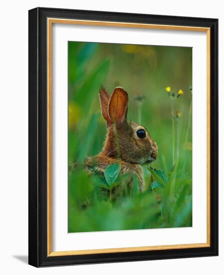 Cottontail Rabbit in the Grass-Joe McDonald-Framed Photographic Print