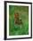 Cottontail Rabbit in the Grass-Joe McDonald-Framed Photographic Print