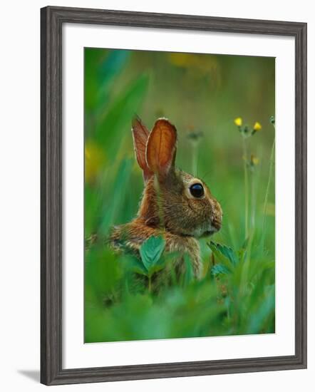 Cottontail Rabbit in the Grass-Joe McDonald-Framed Photographic Print