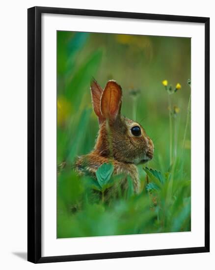 Cottontail Rabbit in the Grass-Joe McDonald-Framed Photographic Print