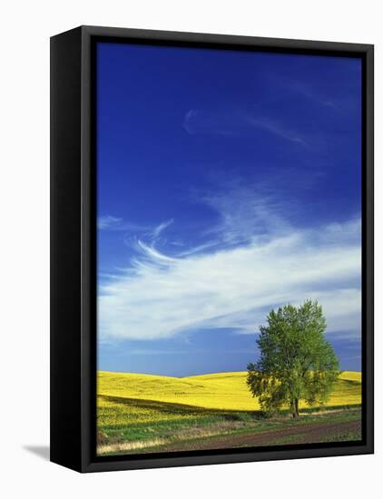 Cottonwood and Canola fields, Whitman County, Washington, USA-Charles Gurche-Framed Premier Image Canvas