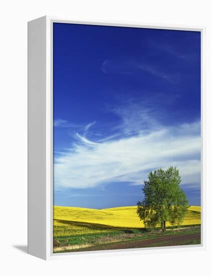 Cottonwood and Canola fields, Whitman County, Washington, USA-Charles Gurche-Framed Premier Image Canvas