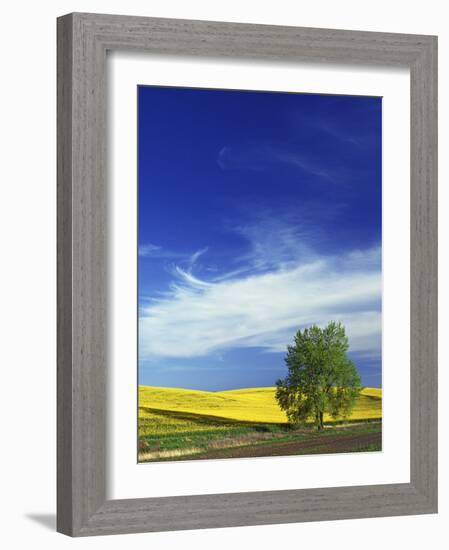 Cottonwood and Canola fields, Whitman County, Washington, USA-Charles Gurche-Framed Photographic Print