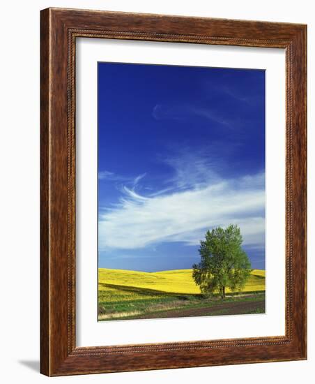 Cottonwood and Canola fields, Whitman County, Washington, USA-Charles Gurche-Framed Photographic Print