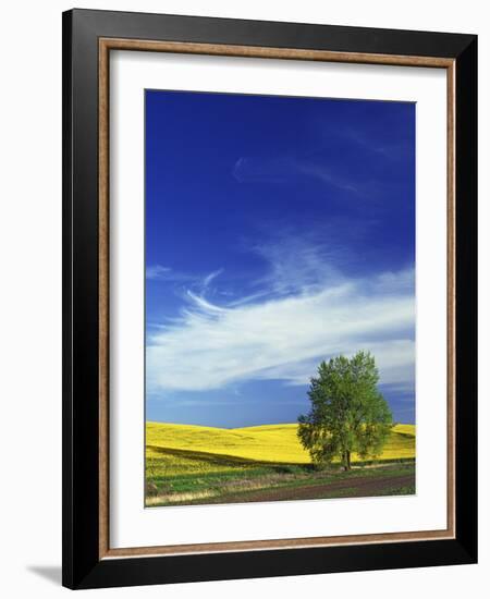 Cottonwood and Canola fields, Whitman County, Washington, USA-Charles Gurche-Framed Photographic Print