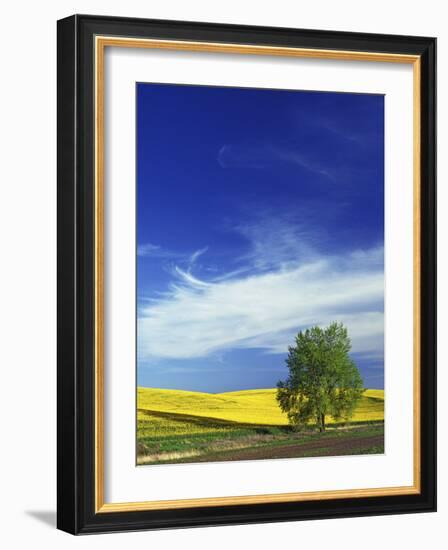 Cottonwood and Canola fields, Whitman County, Washington, USA-Charles Gurche-Framed Photographic Print