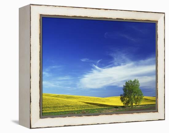 Cottonwood and Canola fields, Whitman County, Washington, USA-Charles Gurche-Framed Premier Image Canvas