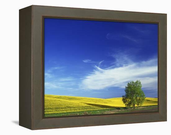 Cottonwood and Canola fields, Whitman County, Washington, USA-Charles Gurche-Framed Premier Image Canvas